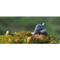 Tartaruga - 3D Kit modello di figure in cartone
