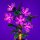 LMB 2.0 LEGO&reg; 10372# Hibiscus Light Kit