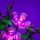 LMB 2.0 LEGO&reg; 10372# Hibiscus Light Kit