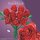 Stone Heap - Roter Rosenstrauss mit 9 Rosen (483 Teile)